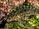 %_tempFileName2013-11-14_03_Fernandina_Island_Cape_Douglas-60%