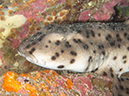%_tempFileName2013-11-14_04_Isabela_Island_Punta_Vicente_Roca-25%