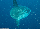 %_tempFileName2013-11-14_04_Isabela_Island_Punta_Vicente_Roca-37%