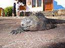 %_tempFileName2013-11-16_01_San_Cristobal_Island-4%