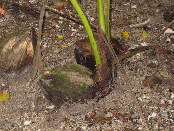 2011-10-16 - Carp Island Resort (7)
