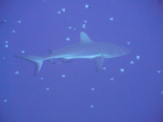 2011-10-14 - Blue Corner (6)