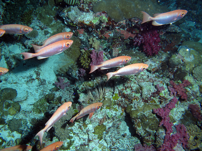 2011-10-14 - Ulong Channel (7)