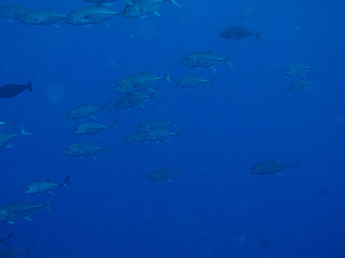 2011-10-17 - Blue Corner (1)