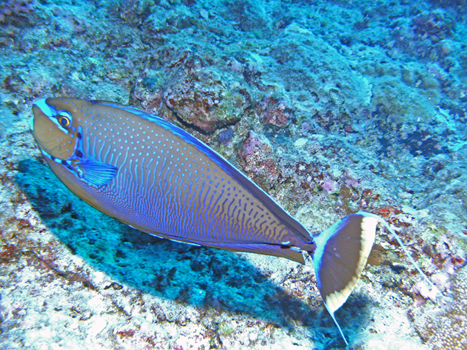 2011-10-14 - Blue Corner (13)