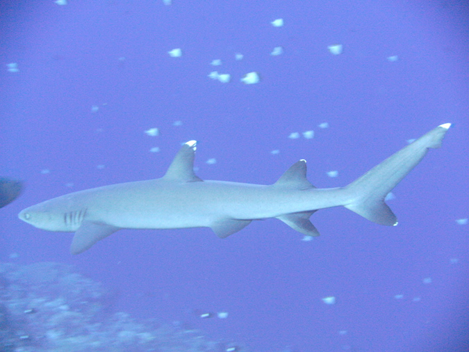 2011-10-14 - Blue Corner (16)
