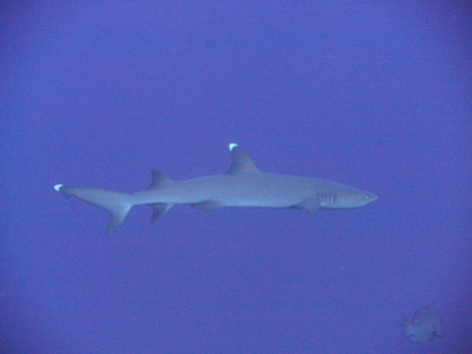2011-10-14 - Blue Corner (4)
