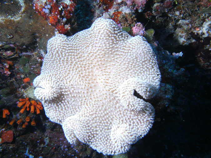 2011-10-12 - Turtle Cove (8)
