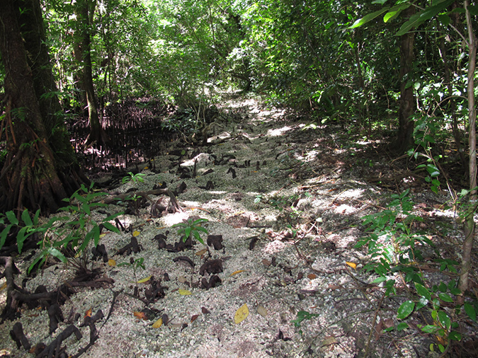 2011-10-16 - Carp Island Resort (5)