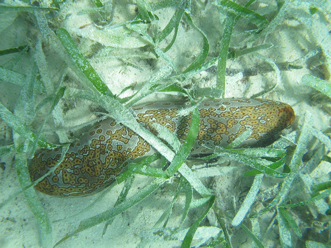 2011-10-17 - Carp Island snorkel (1)