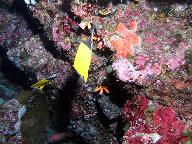 2011-10-12 - Turtle Cove (2)