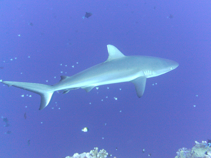 2011-10-14 - Blue Corner (8)