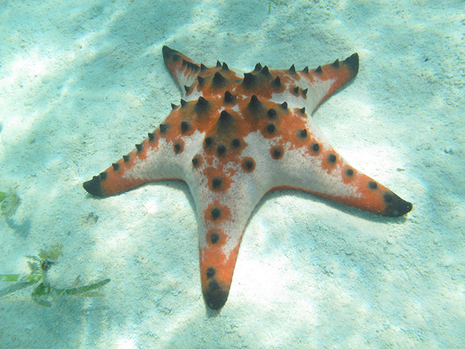 2011-10-17 - Carp Island snorkel (5)
