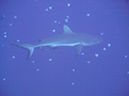 2011-10-14 - Blue Corner (6)