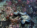 2011-10-14 - Blue Corner (1)