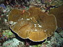 2011-10-14 - Siaes Corner (1)