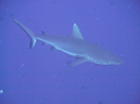2011-10-14 - Blue Corner (5)