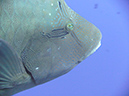 2011-10-14 - Blue Corner (18)