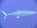 2011-10-14 - Blue Corner (20)