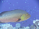 2011-10-14 - Blue Corner (19)