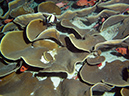 2011-10-14 - Ulong Channel (8)