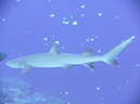 2011-10-14 - Blue Corner (16)
