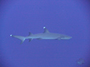 2011-10-14 - Blue Corner (4)