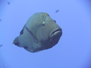 2011-10-14 - Blue Corner (11)