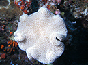 2011-10-12 - Turtle Cove (8)