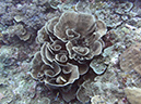 2011-10-12 - Turtle Cove (12)