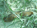 2011-10-17 - Carp Island snorkel (1)
