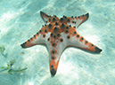 2011-10-17 - Carp Island snorkel (5)