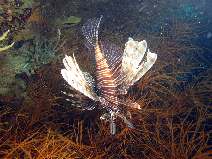 2011-10-23 - Marazan Wreck Sangat Island (2)