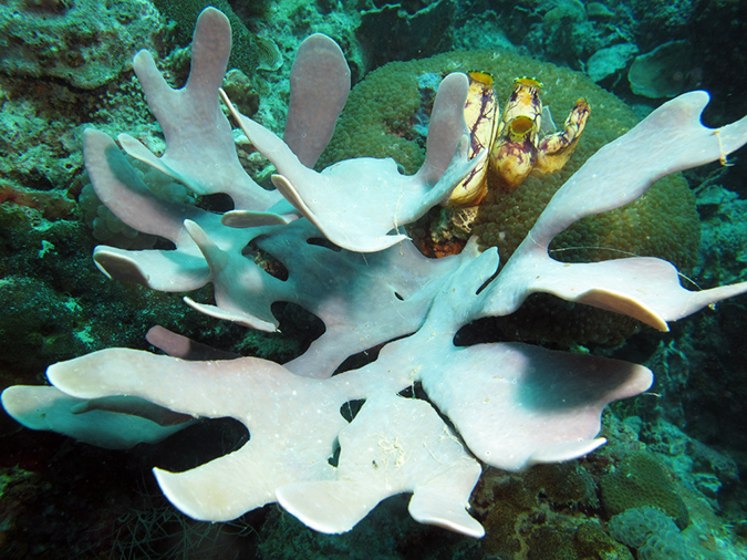 2011-10-22 - Coral Gardens off of Sangat Island (22)