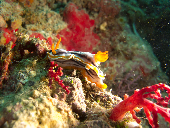 2011-10-22 - Coral Gardens off of Sangat Island (19)