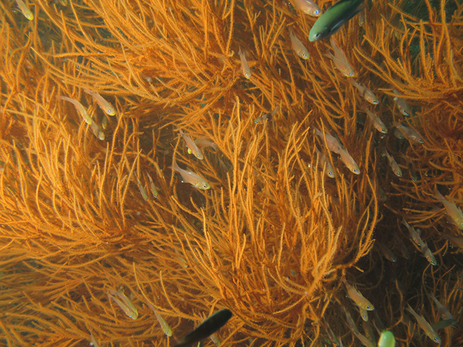 2011-10-23 - Kogya Maru Wreck Sangat Island (8)