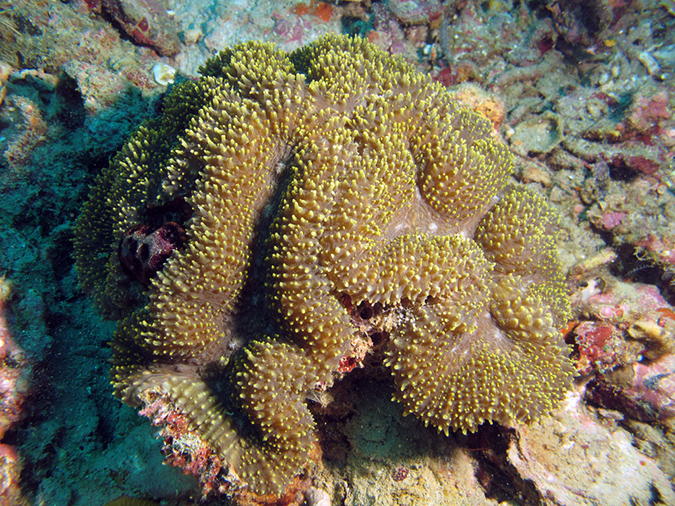 2011-10-24 - Olympia Maru wreck Sangat Island (4)