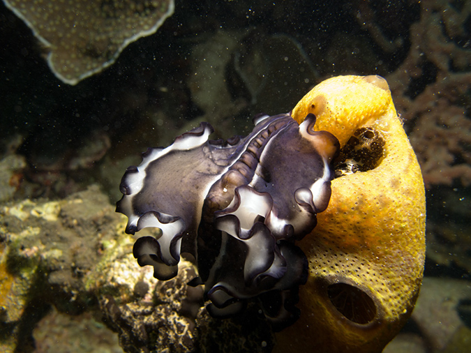 2011-10-20 - Dynamite Reef Culion Island (1)