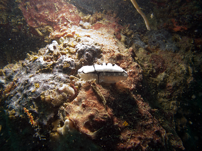 2011-10-20 - Dynamite Reef Culion Island (5)