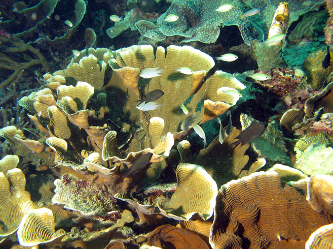 2011-10-23 - Lusong Reef off off Lusong Island Sangat Island (28)