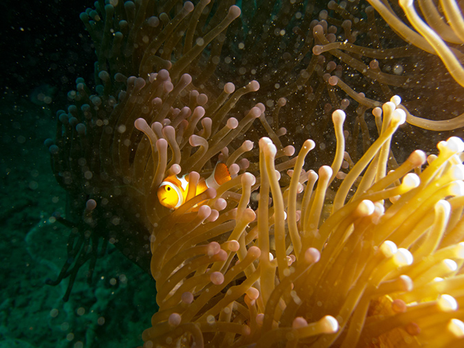 2011-10-23 - Lusong Reef off off Lusong Island Sangat Island (10)