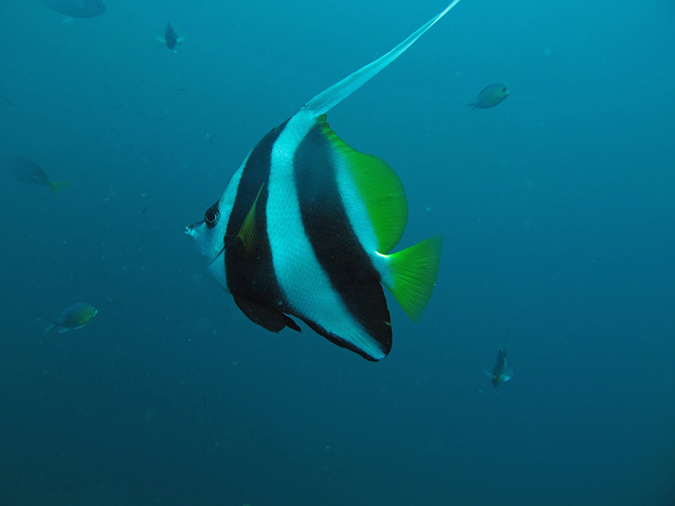 2011-10-24 - Olympia Maru wreck Sangat Island (26)