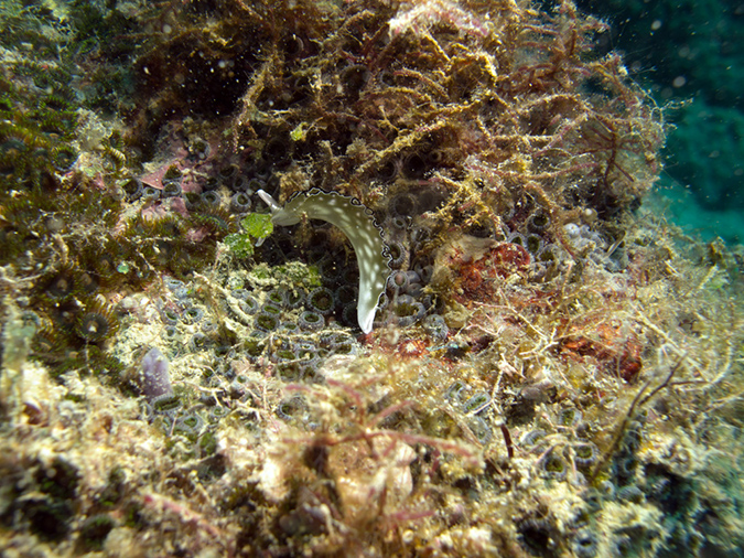 2011-10-21 - Lusong Gunboat Sangat Island (9)