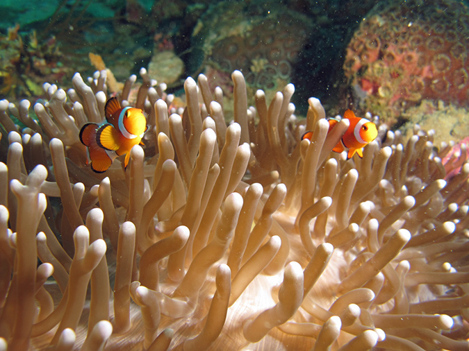 2011-10-24 - Olympia Maru wreck Sangat Island (3)