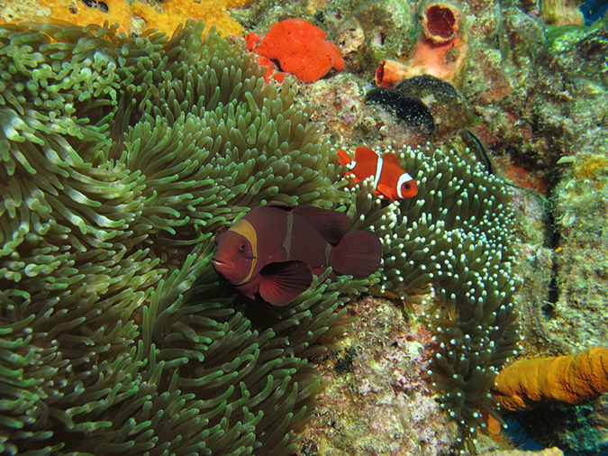 2011-10-20 - Olympia Maru Wreck Sangat Island (22)