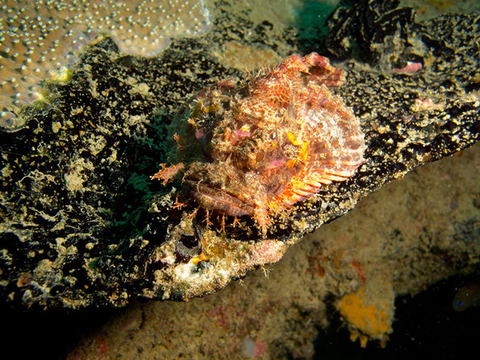 2011-10-23 - Kogya Maru Wreck Sangat Island (6)