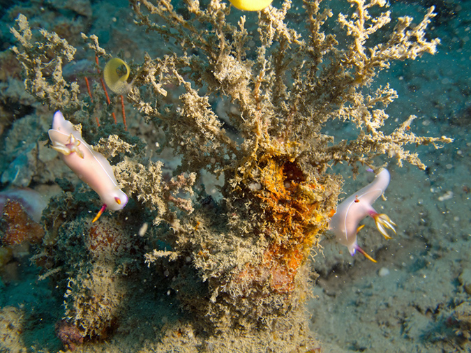 2011-10-21 - Irako Wreck Sangat Island (7)