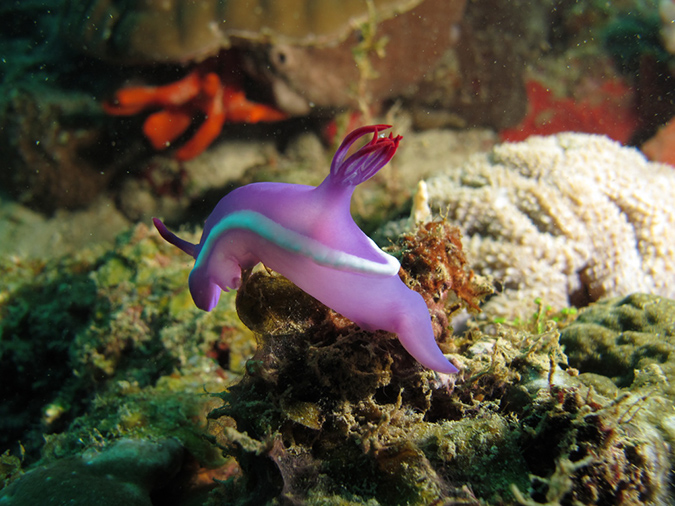2011-10-20 - Dynamite Reef Culion Island (16)