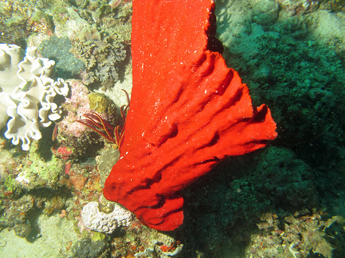 2011-10-20 - Dynamite Reef Culion Island (13)