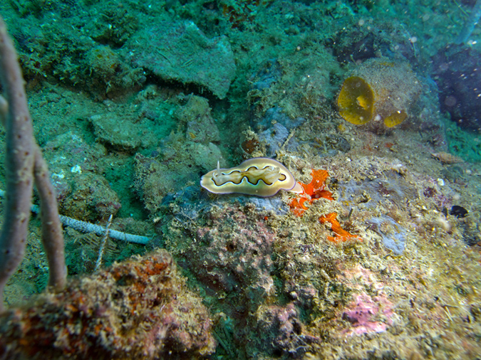 2011-10-23 - Marazan Wreck Sangat Island (4)